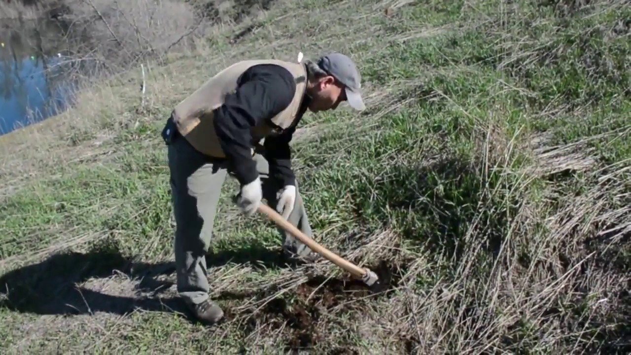 Planting Ponderosa Pines YouTube