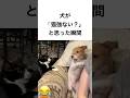 犬が「猫強ない?」と思った瞬間