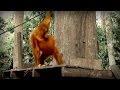 Jungle of the Red Spirit (full documentary)