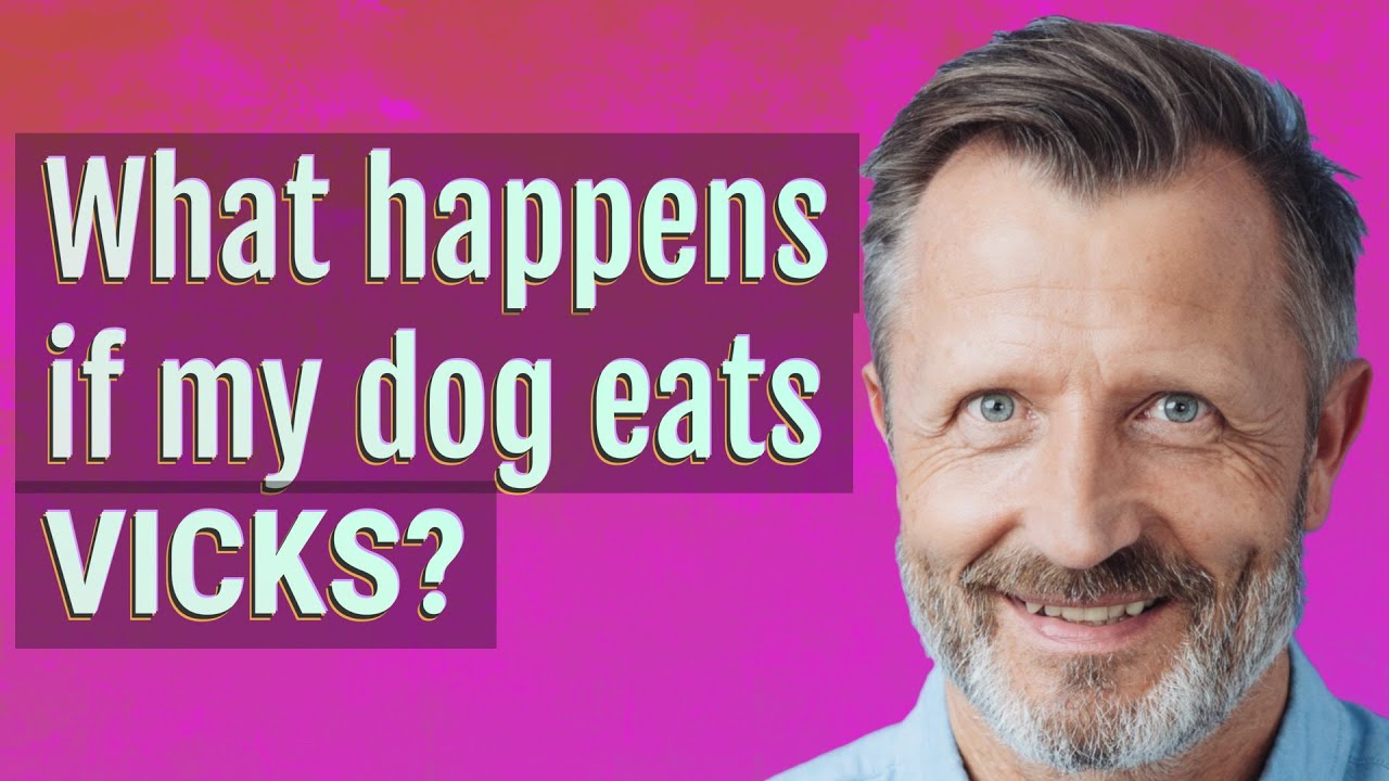 What happens if my dog eats Vicks? YouTube