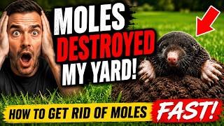 How to Get Rid of Moles FAST (Before They Ruin Your Lawn)
