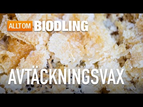 Video: Vad är Bivax Användbart För?