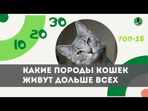 ТОП – 15 Пород Кошек 🐱, Которые Живут Дольше Других (Кошки - Долгожители)
