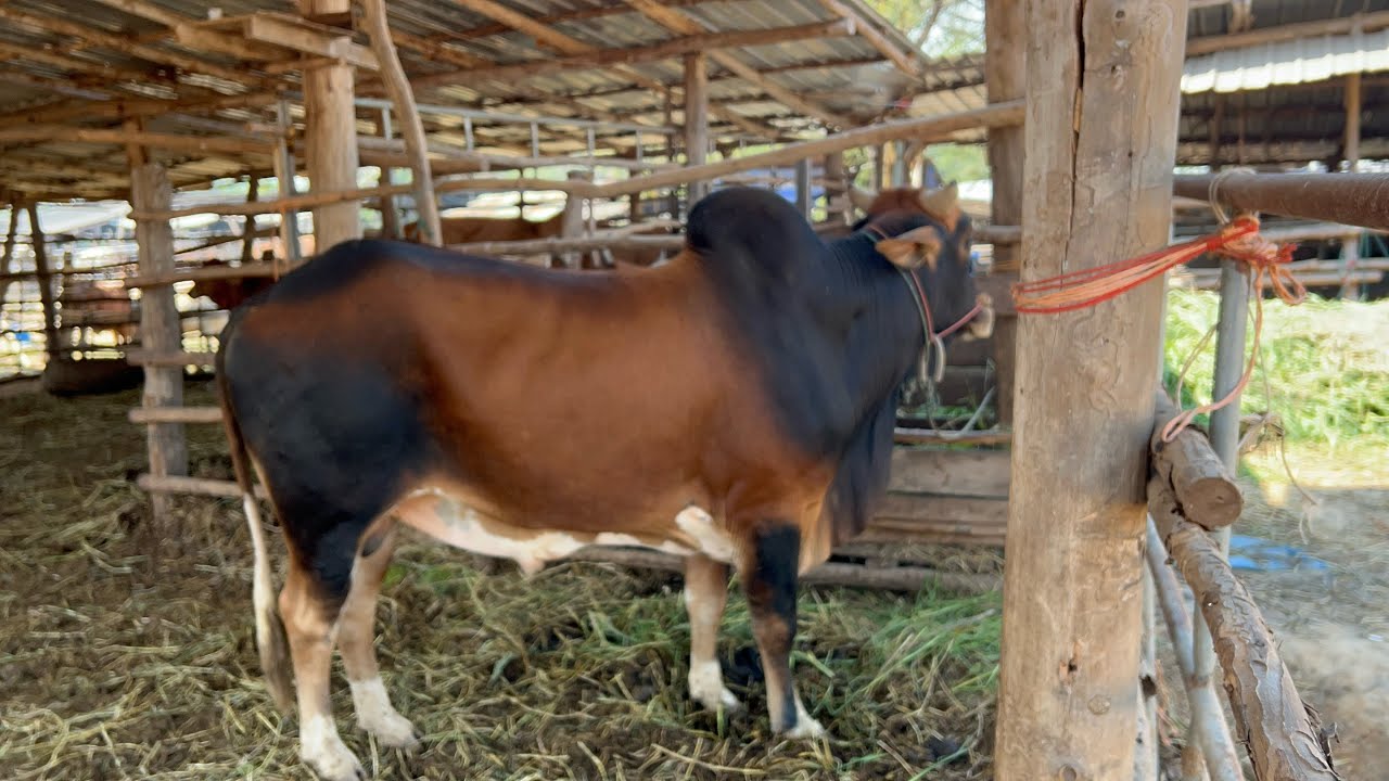 ราคาวัวตลาดนัดภูทองพะเยานัดวันที่(12/02/69) #คนเลี้ยงวัว #นายฮ้อย #ราคาวัววันนี้ 