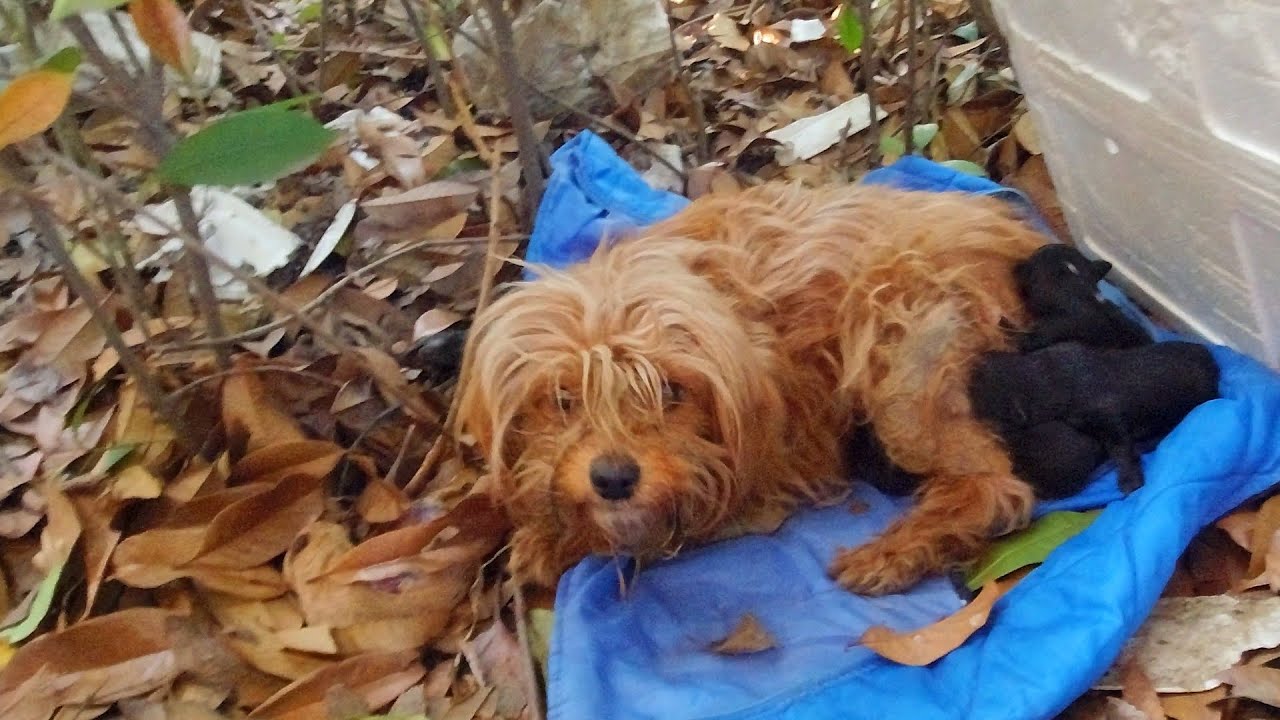 Stray dog mother gave birth to 6 puppies in bushes, 2 died.流浪狗妈妈在灌木丛中生了 ...