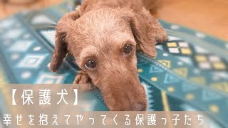保護犬預かりvlog 抱えきれないほどの幸せとご縁を抱えてやって来る保護っ子たち サイコロ幸せのバトン協会さん ありがとうございました Youtube