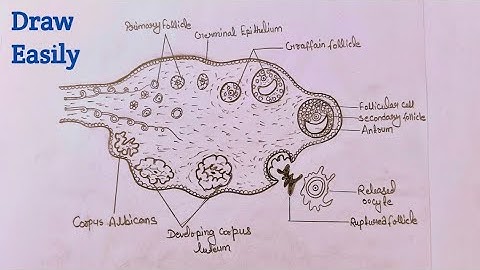 How to draw diagrammatic section view of ovary |  Draw Sectional view of ovary class 12