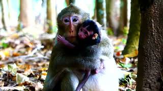 Monkey Communication!! Newborn baby monkey Tyson is too adorable to make grandma pigtail and