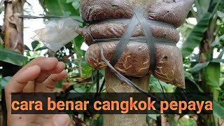 Cara Mencangkok Pepaya Yang Belum Banyak Orang Tau