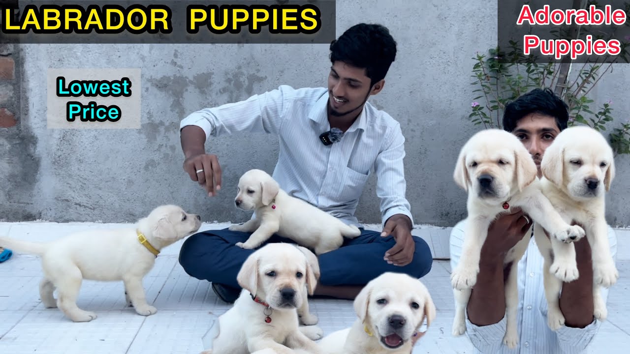 Labrador Puppies Home Breed Cute Dogs Friendly Dog Labrador