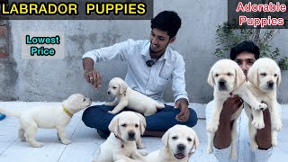 Labrador Puppies | Home Breed Cute Dogs | Friendly Dog Labrador Retriever | Chennai pets