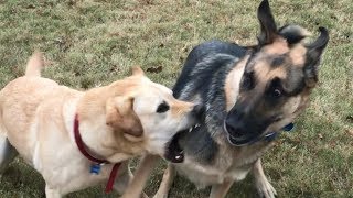Hannah Comes Over To Play