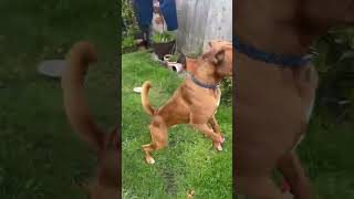 Boxers are natural bom comedic geniuses #dog #foryou #boxer #fyp #funnydog #cutedog