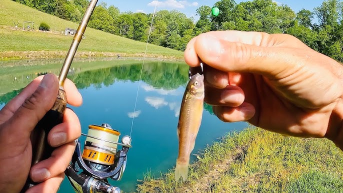 Bass Fishing with Live Bait, Shinners, Minnows - How To Catch - Tips 