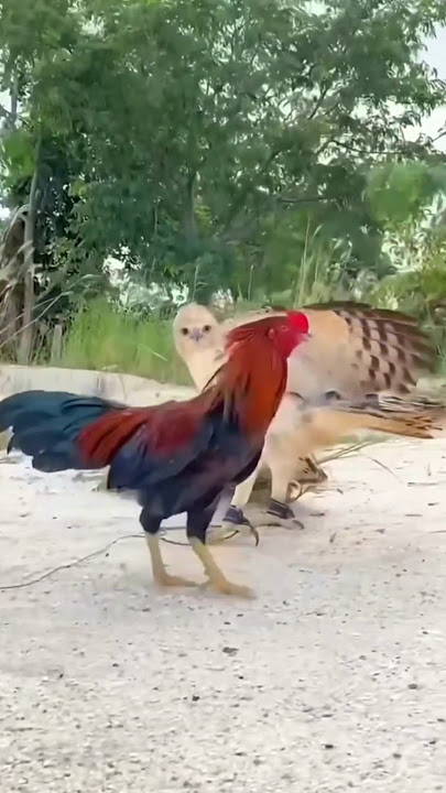 Aseel Murga Vs Eagle Part 1❤️  @K7Eye #aseel #funny #animals #eagle #birds #eaglet