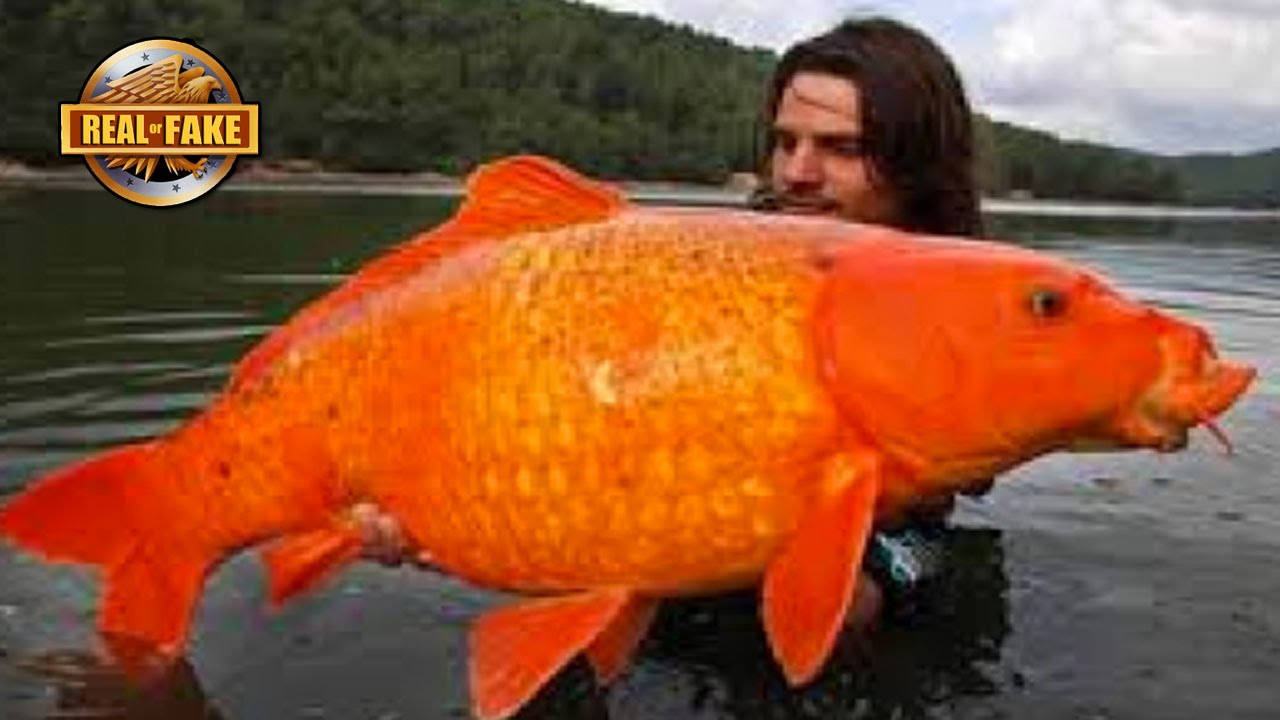 GIANT GOLDFISH - real or fake? - YouTube