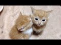 非常にかわいい子猫 - 最も面白い猫の動画 2017 #43