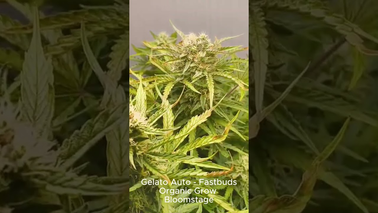 Organic Cannabis Grow 🌱 Gelato Auto | Flowering Stage 
