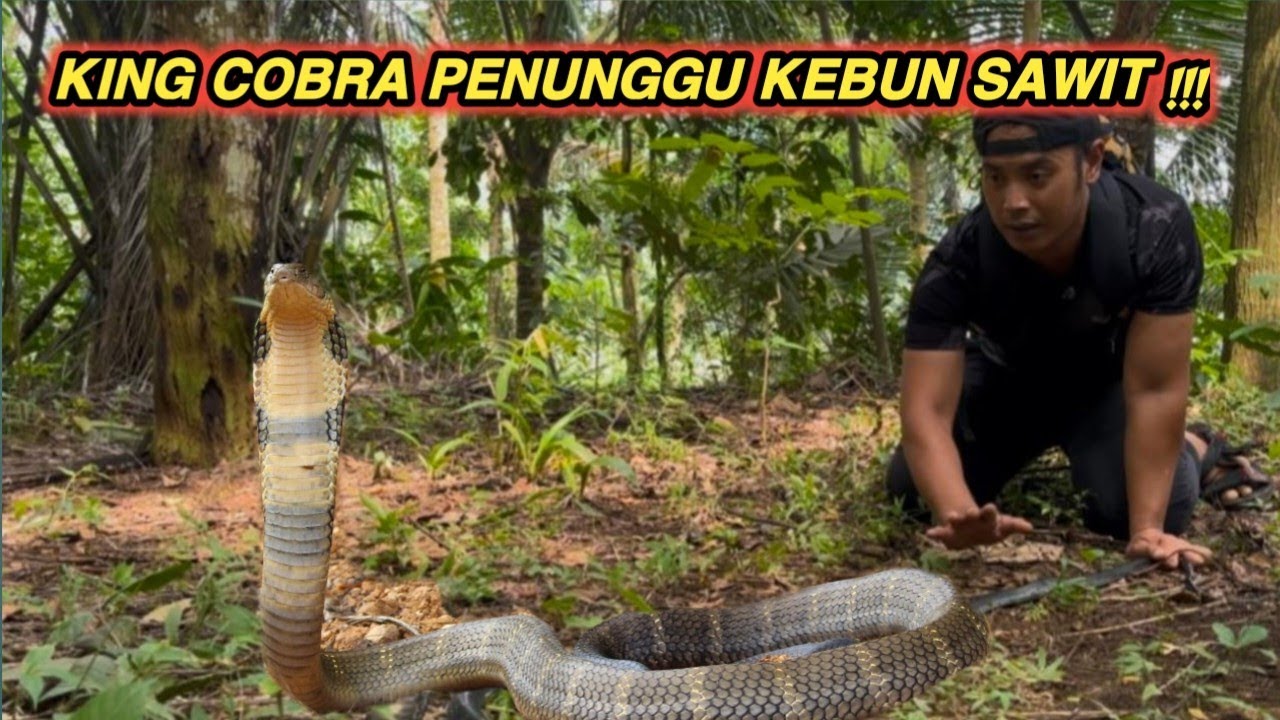 JEJAK SI ADEN KEMBALI TEMUKAN KING COBRA DI KEBUN SAWIT || SNAKE ATACK