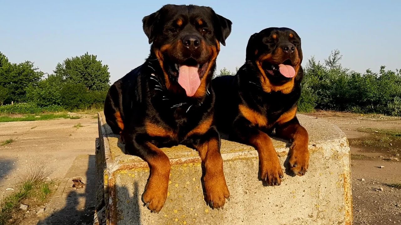 2 Large Rottweilers #118 TWO BIG ROTTWEILER MALE - TWO STRONG MALE - YouTube