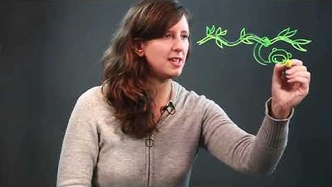 How to Draw a Monkey on Vines