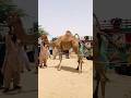 A Female Camel For Sacrifice Shorts A Female Camel For Sacrifice Shorts