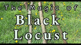 Black Locusts for Fence Posts and Berry Trellises!