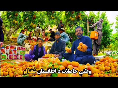 وطني حاصلات د وطن شفتالو | Harvesting Afghanistan's Juicy Treasures: Fresh Peach Season | ULTRA HD