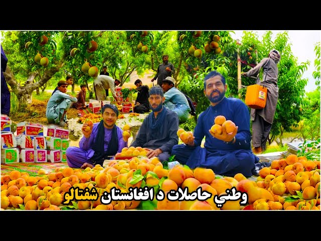 وطني حاصلات د وطن شفتالو | Harvesting Afghanistan's Juicy Treasures: Fresh Peach Season | ULTRA HD class=