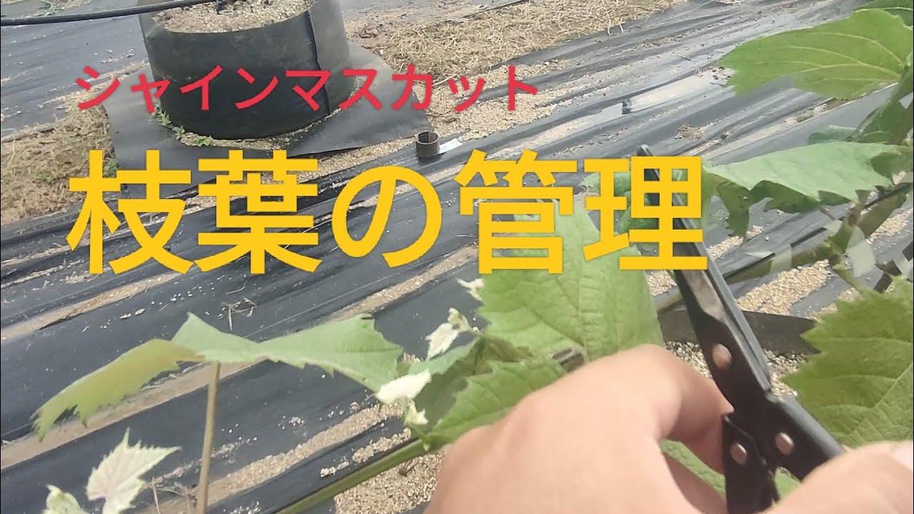 ぶどう栽培日誌#002 シャインマスカットの枝葉の管理