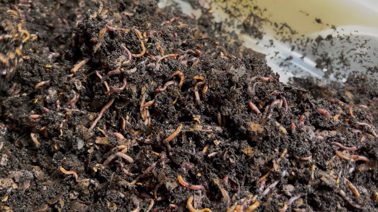 4# of Worms, Bedding Into Castings Experiment Reset Plus Chicks!