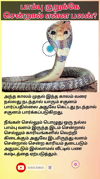 பாம்பு குறுக்கே சென்றால் என்ன பலன்?/Velan Bakthi #shortsfeed #tamilshorts #shorts