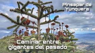 El Pinsapo De Yunquera El Árbol De Otro Tiempo