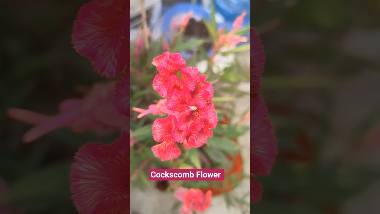 Cockscomb Flower 
