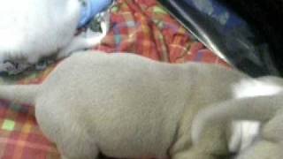 pups @ 3 weeks.AVI