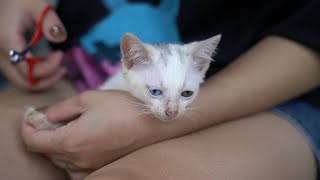 The kitten recovered from diarrhea after 2 days of taking the medicine by Take Me HOME 370 views 2 months ago 6 minutes, 2 seconds
