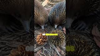 Why Baby Echidnas Look Like Tiny Pine Cones  #animals #wildlife #cool #funny