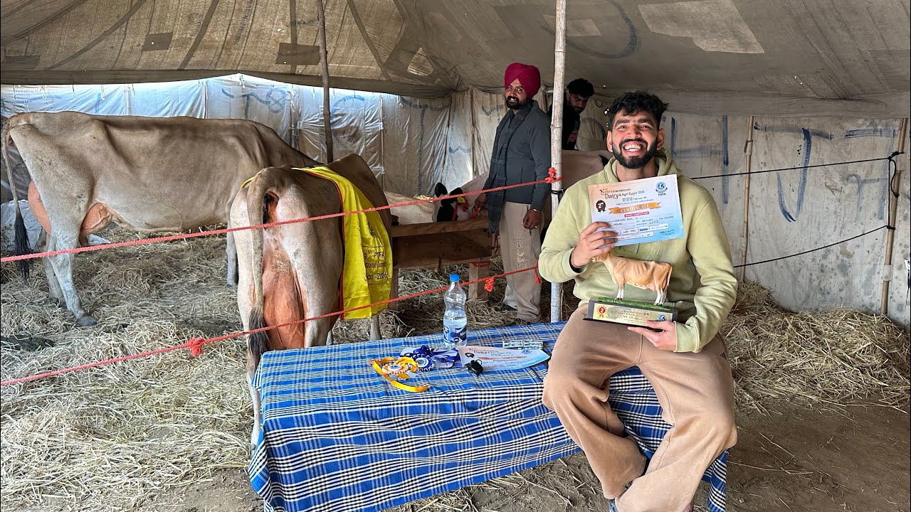 India Top Jersey Cow | Pdfa 2026 Jagraon Punjab | The Indian Dairy 