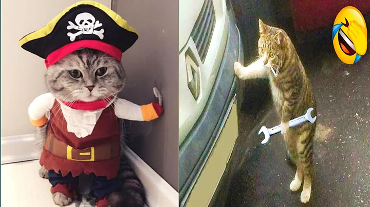 Video 10568601: cat dog funny compilation, cats compilation cute dogs, baby cats