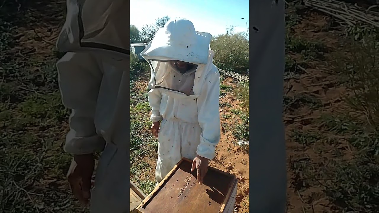 طريقة كيفية إبقاء طرد مع الأم لمدة 11يوم