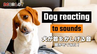 【犬が首をかしげる音】犬が反応する音♪を聞かせてみた！／Dog reacting to the sound! by Merlot The Beagle 312 views 2 months ago 6 minutes, 5 seconds