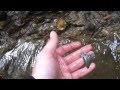 Digging out a Megalodon Tooth with my Bare Hands in Summerville