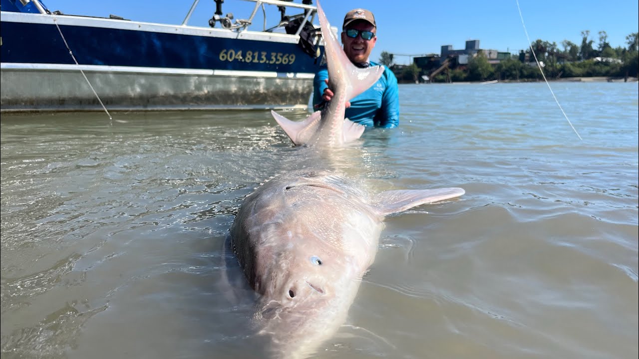 White Sturgeon Fishing Rigs + Setups! The Best Bait To Catch White Sturgeon!  Golden Ears Fishing! 