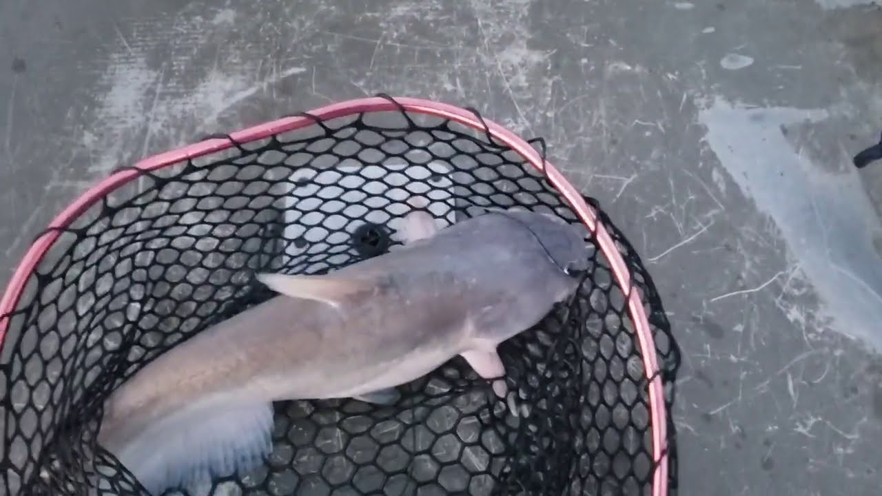 Catfish jugging ,Belton Lake Fishing Aug 24th , 2020 YouTube