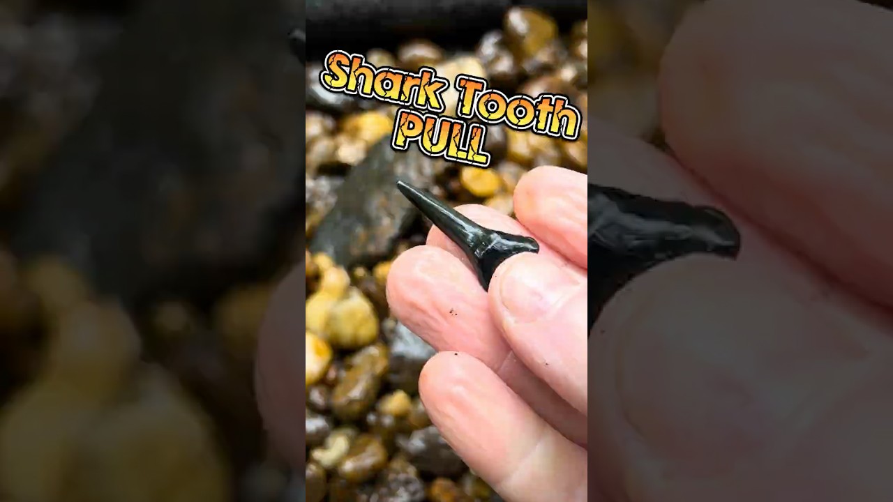 Hunting Ancient Fossil Shark Teeth In New Jersey Creeks! 