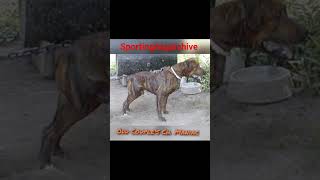 Odd Couples Ch. Maniac