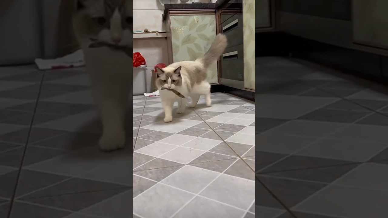 Cat Caught Stealing Shrimp from Kitchen Sink