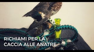 Caccia alle Anatre - I Richiami