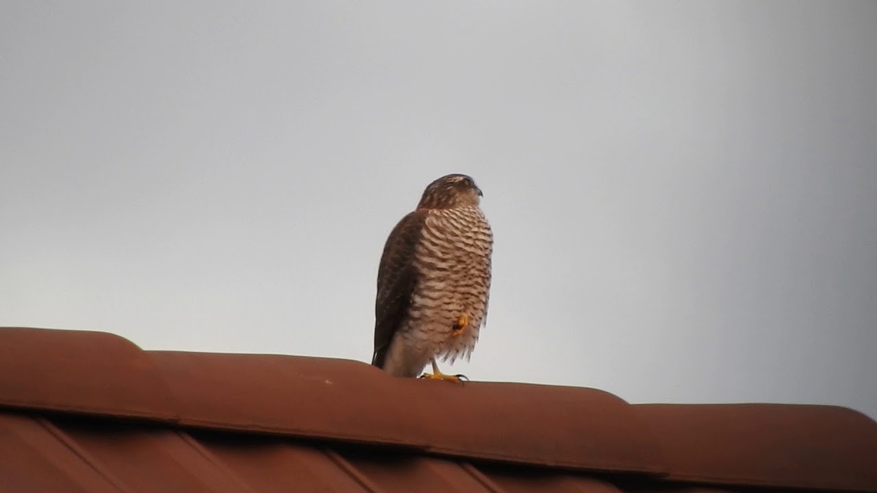 片足立ちのハイタカ Eurasian Sparrowhawk 18 0128 Youtube