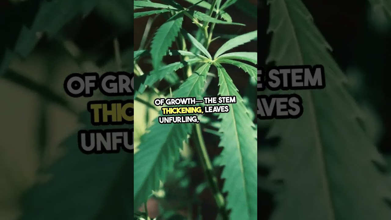 Epic Cannabis Growth in 53s